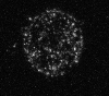 T-lymphocyte - CD8+